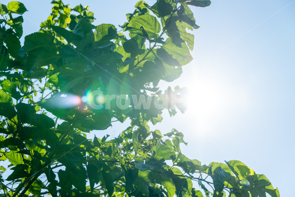 plant,식물,자연,힐링,light,빛,flare,플레어,sunlight,햇빛