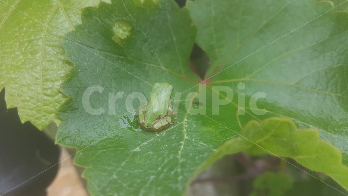 포도나무,청개구리,개구리,동물,frog,동물,animal,파충류,양서류,reptile,amphibian