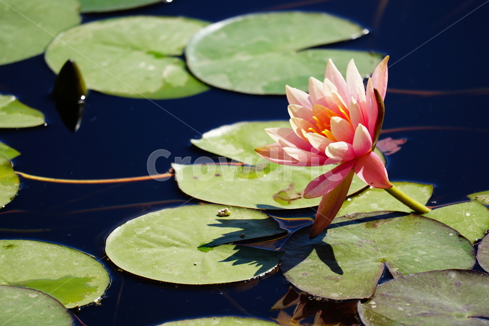 수련,연꽃,여름꽃,플라워,flower,lotus,waterlily,pondlìly,식물,자연,plant,nature,연못,연잎,연꽃잎,꽃,수생식물,pond,수중식물,여름,summer