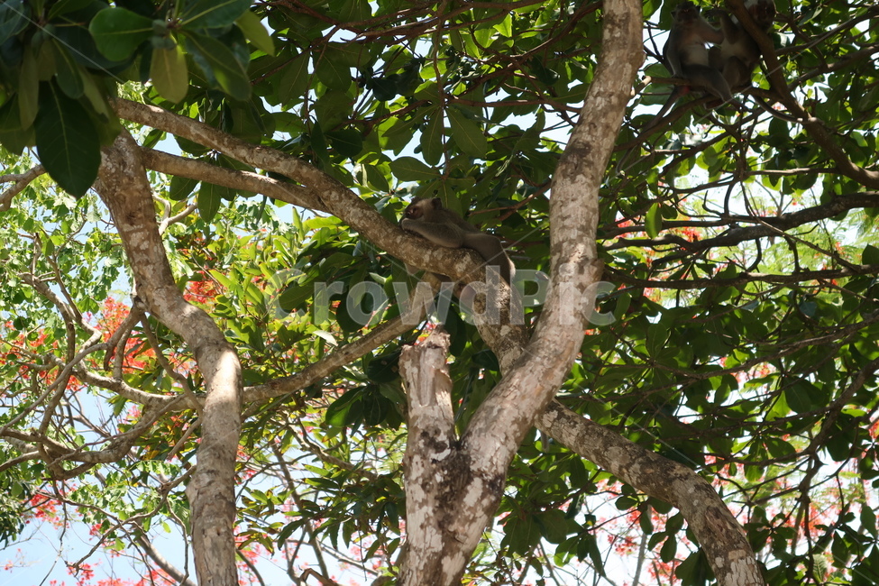 나무,원숭이,식물,tree,monkey