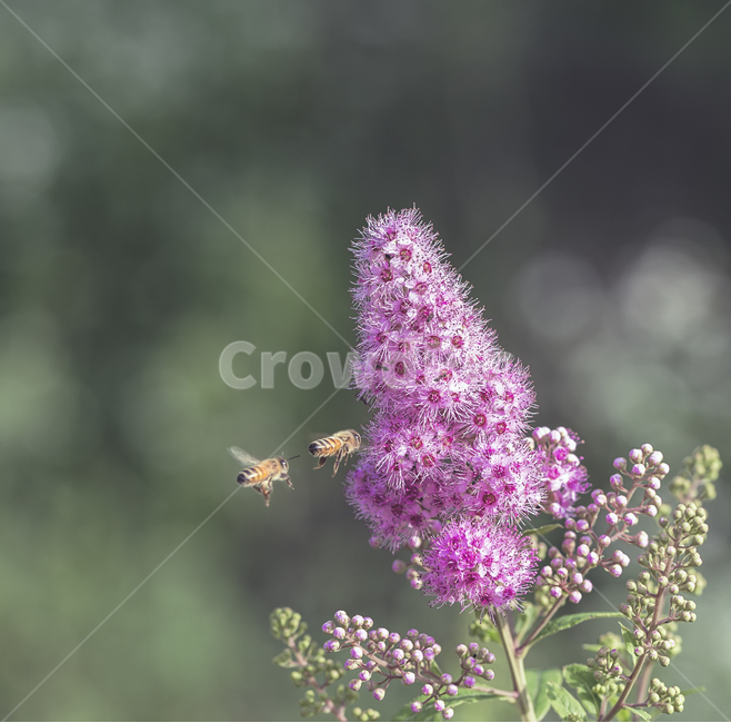 꼬리조팝나무,조팝나무,꽃,분홍꽃,매크로,접사,벌,자연,뷰티,식물,plants,flower,nature,식물,자연,plants,nature,꽃,flower,동물,animal,곤충,벌레,insect,bug