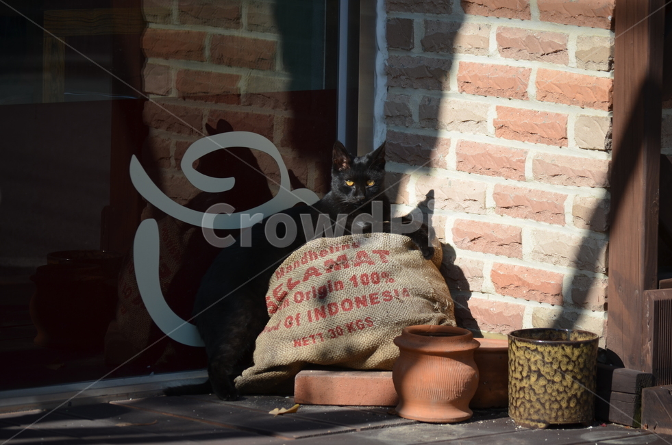 고양이,검은,검은고양이,cat,black,길,코숏,코리안,숏헤어
