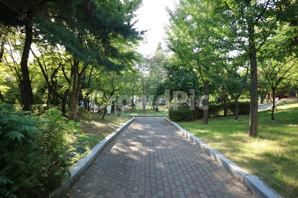 산책,공원,자연,길거리,나무,햇살,tree,park,nature,자연,풍경,nature,landscape,path,통로,flagstone,판석,walkway,보도,plant,식물