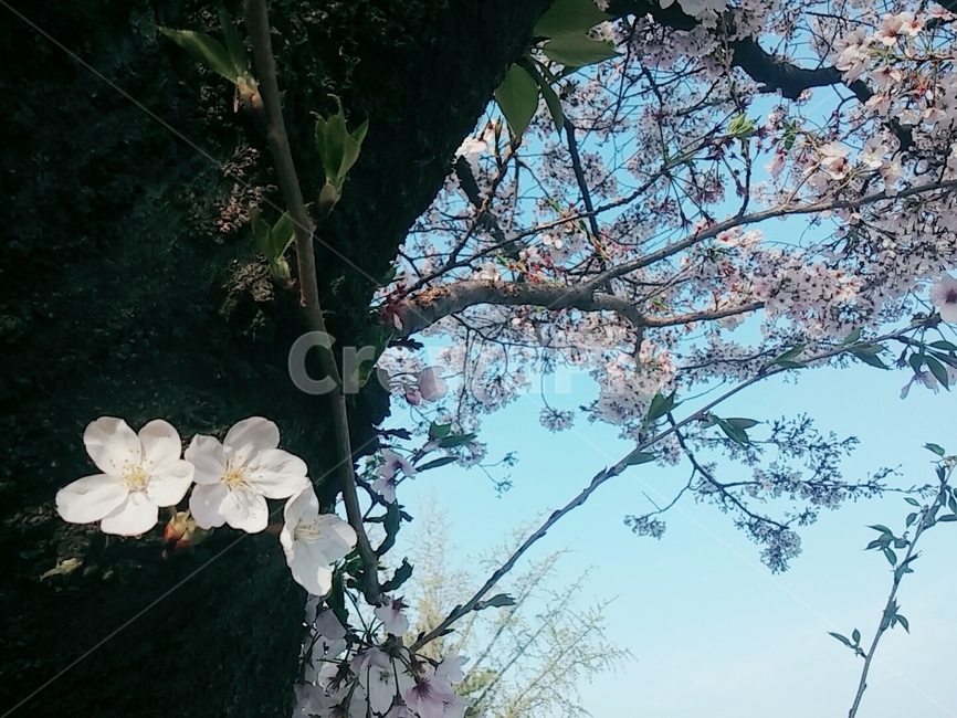 벚꽃,꽃,자연,flower,cherryblossom