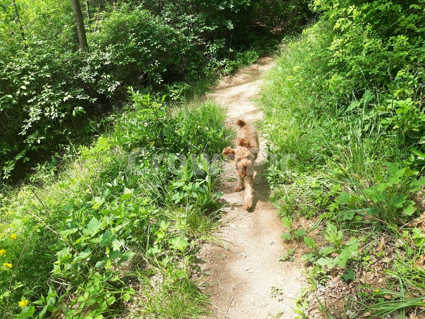 노란꽃,산,강아지,산책,행복