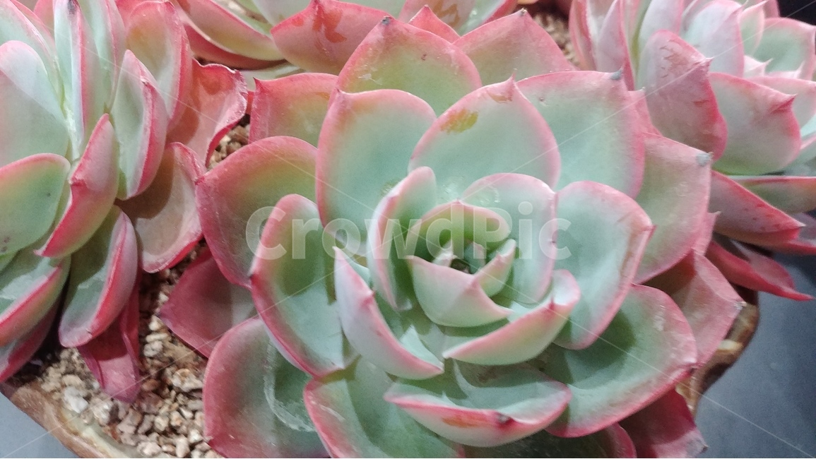 선인장,다육식물,식물,plants,다육,식물,자연,plants,nature