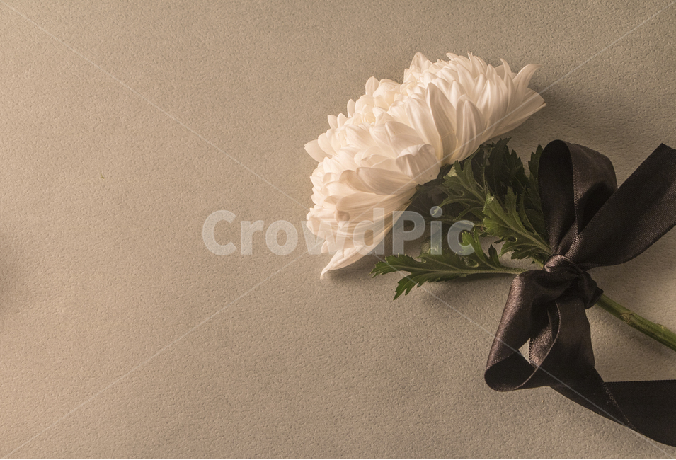 white flower,petal,Chrysanthemum,Daul,background,plant,ribbon,memorial,flower