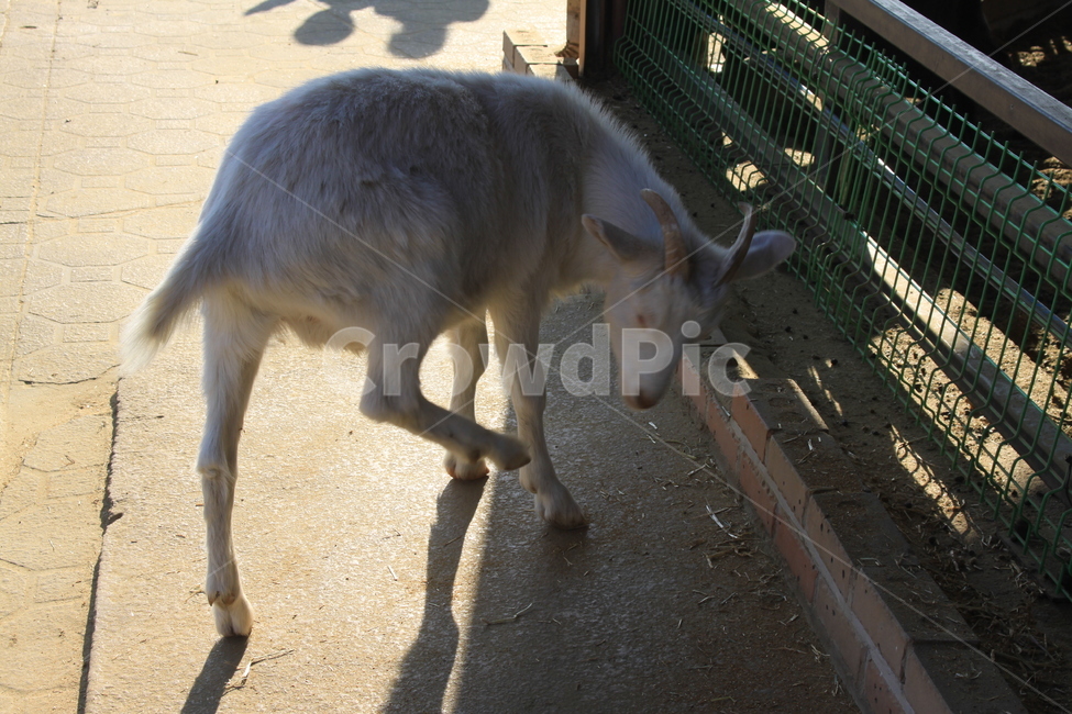 염소,흰염소,goat,동물,포유류,동물,animal,포유류,mammal
