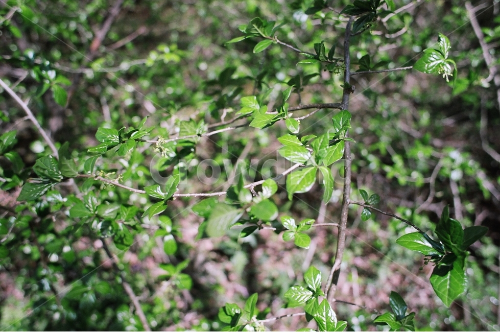 숲,풀,나무,forest,green,식물,자연,plants,nature