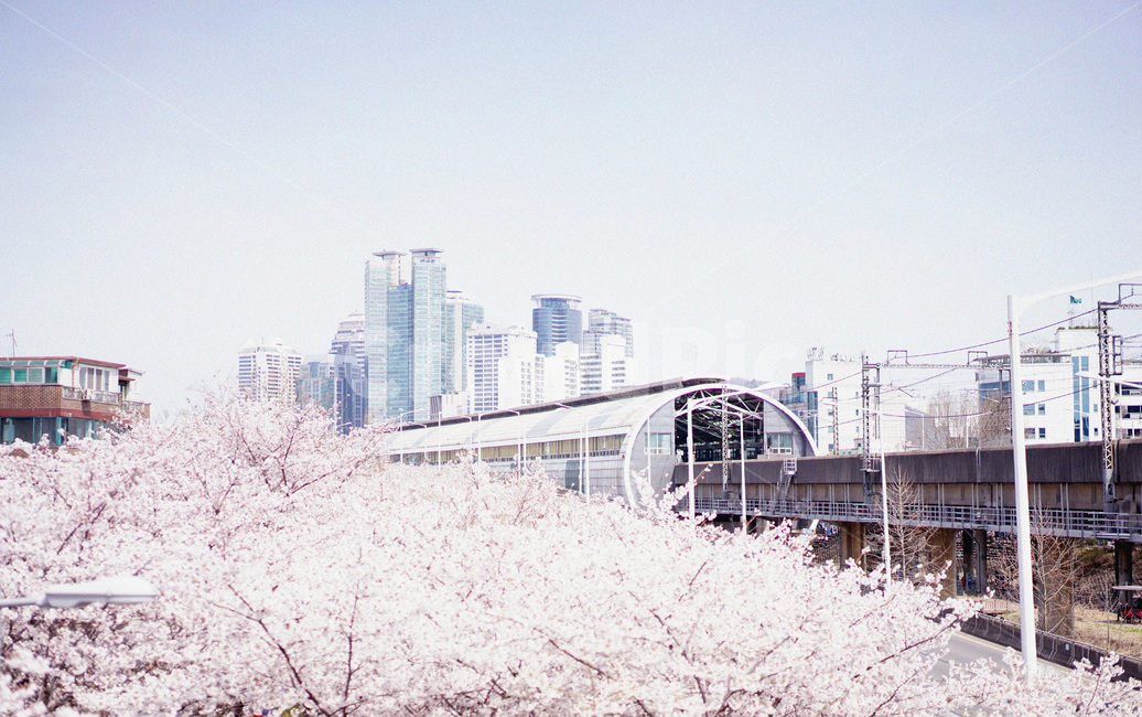벚꽃,사쿠라,봄꽃,꽃놀이,꽃구경,spring,도시풍경,도심,건물,시내,봄,계절,spring,season,도시,풍경,city,landscape,한국도시풍경,한국도시경관,korea cityscape