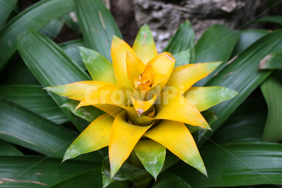 plant,식물,초록,노랑,난,식물,자연,plants,nature,꽃,flower