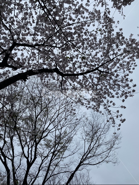 벚꽃,cherryblossom,벚꽃하늘,흐린하늘,tree,나무,식물,sky,flower,spring,nature,자연