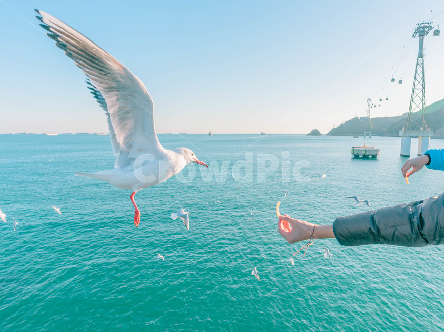 bird,새,갈매기,새우깡,부산바다,송도,먹이,새우과자