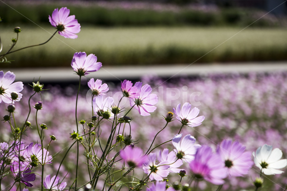 코스모스,꽃,꽃밭,산,식물,가을,가을,계절,fall,autumn,season,식물,자연,plants,nature,꽃,flower,geranium,제라늄,plant,blossom