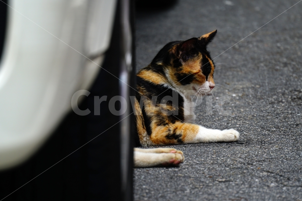 고양이,동물,자동차,타이어,바퀴,아스팔트,여름,animal,cat,휴식,음지,그늘,야옹이,냐옹이,길고양이,도둑고양이,들고양이,귀여운,귀엽다,귀염둥이,삼색고양이,편한,편안한,편하다,편안하다,힐링,감성,힐링사진,감성사진,cute,pretty,여유,car,tire,스냅,스냅사진,스넵,스넵사진,snap,snapshot,pet,애완동물,반려동물,애완묘,반려묘,잉여,동물,animal,포유류,mammal,고양이,cat,kitten,kitty