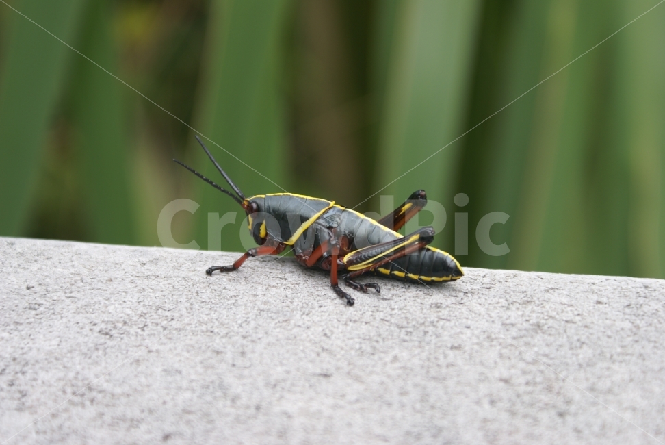 곤충,기다림,사색,도전,도약,동물,animal,곤충,벌레,insect,bug