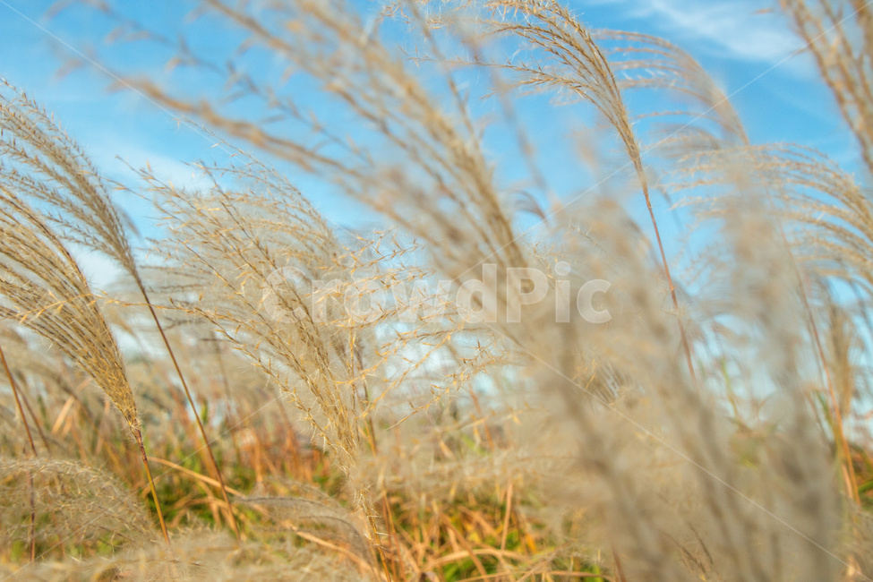 갈대,억새,자연,풍경,가을,계절,하늘공원,공원,풀,가을,계절,fall,autumn,season,자연,풍경,nature,landscape,grass,잔디,plant,식물