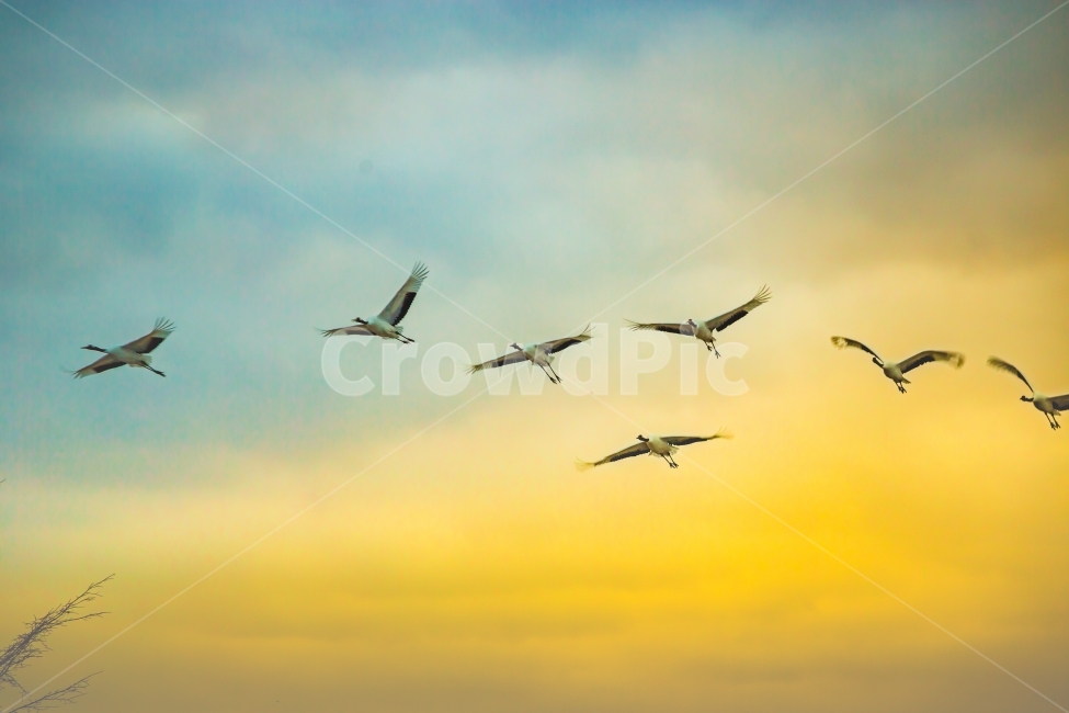 두루미,비행,겨울,풍경,자연,조류,단정학,동물,animal,조류,새,birds