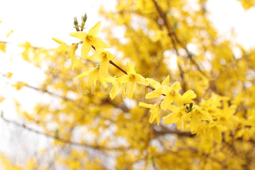 봄꽃,노란꽃,개나리,노란개나리,봄,yellow,flower,spring,봄,계절,spring,season,plant,식물