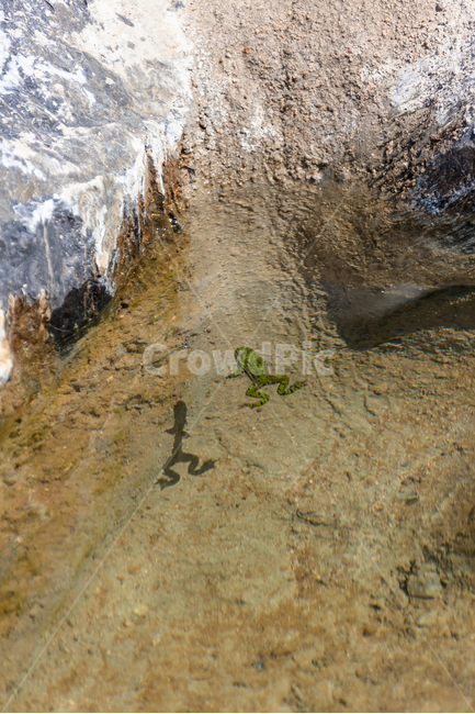 개구리,연못,동물,야생,여름,동물,animal,파충류,양서류,reptile,amphibian
