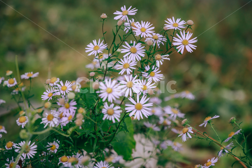 꽃,아름다운,식물,아침이슬,이슬,물방울,풀잎,자연,흰꽃,식물,자연,plants,nature,꽃,flower