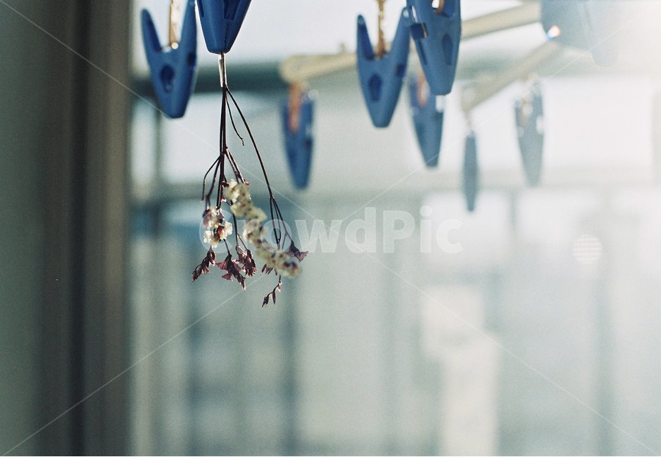 꽃,필름사진,filmphoto,감성,필카감성,일상,햇살,노을,아날로그,앤틱,꽃,flower,감성,sensible,feeling,휴식,힐링,rest,relaxation,healing
