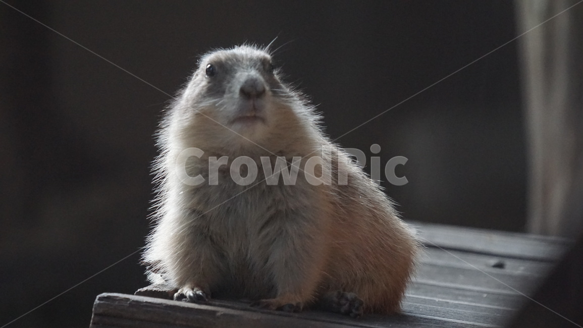wood,나무,plywood,합판,프레리독,검은꼬리프레리독,동물원,프레리,동물,animal,포유류,mammal