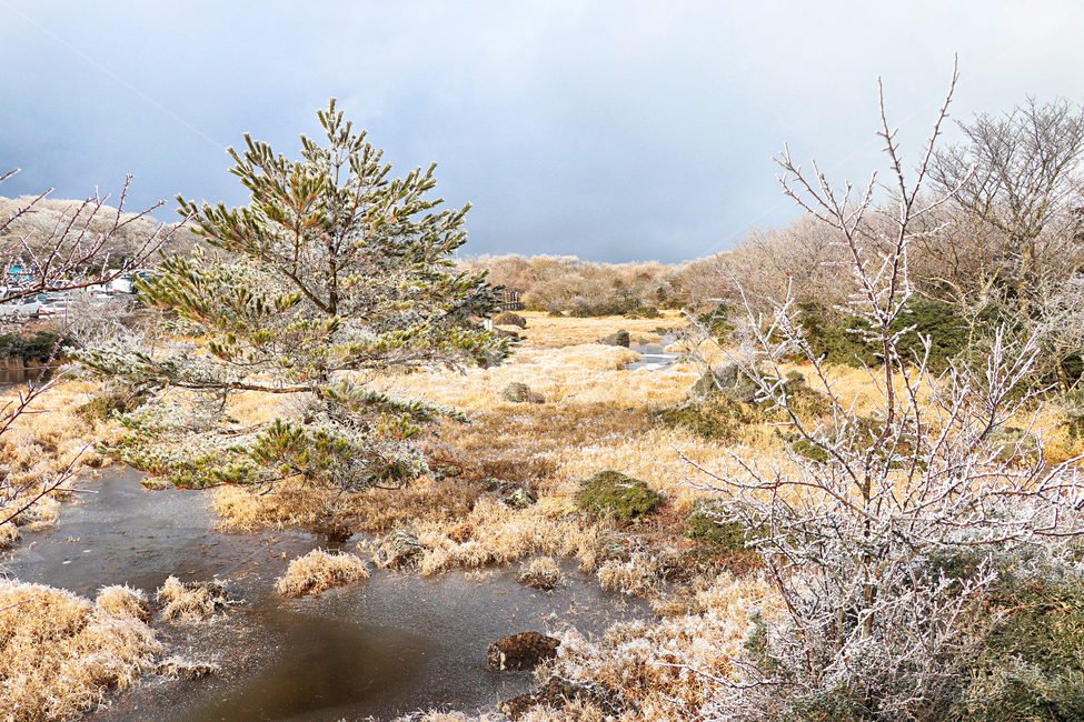 제주도,한라산,1100고지,한라산1100고지,설경,눈꽃,눈,겨울,snow,옥외,자연