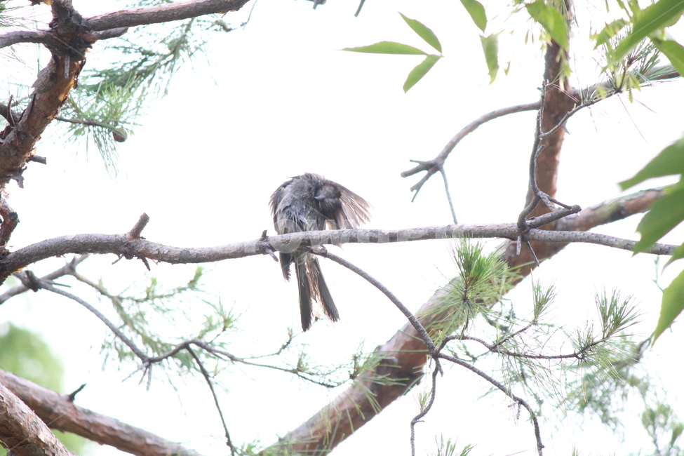 bird,새,animal,동물,accipiter,매,더위,목욕,샤워,shower,hot,동물,animal,조류,새,birds