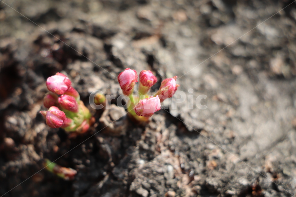봄,봄꽃,벚꽃,분홍꽃,새싹,plant,sprout,flower,blossom