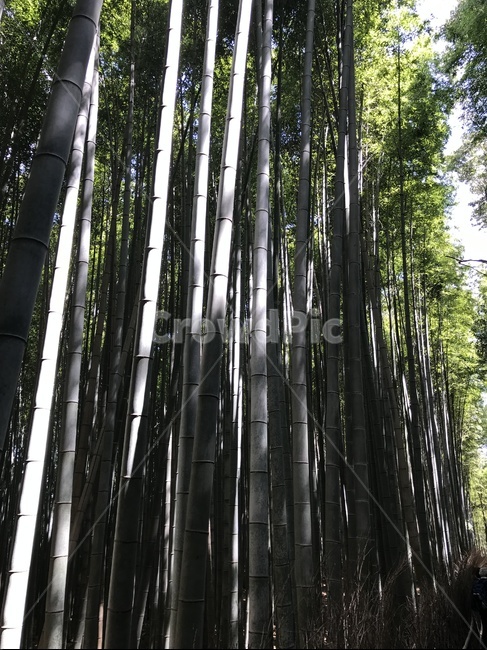 대나무,숲,숲속,대나무숲,교토,일본,아라시아
