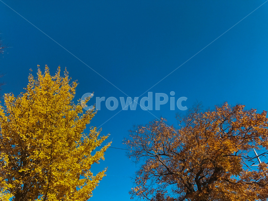 하늘,단풍,은행나무,은행잎,가을하늘,sky,maple,파란하늘,푸른,파란,노란,갈색,bluesky,ginkgoleaf,ginkgo