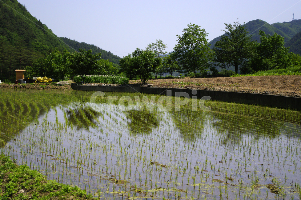 논,풍경,산,나무,농촌,시골,시골,마을,풍경,landscape,country,rural,town,산업,industry,industrial,농업,농사,agriculture,farming,farming industry