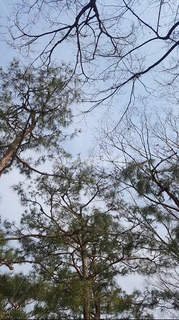 하늘,풍경,파란하늘,tree,식물,plant,나무,나무가지