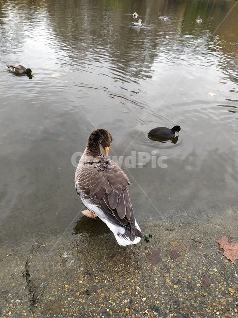 animal,동물,bird,water,물,새,outdoors,옥외,강,공원,동물,animal,조류,새,birds