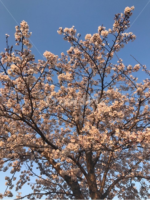 cherryblossoms,벚꽃,봄,설렘,연애,핑크,분홍,pink,꽃,flowers,봄,계절,spring,season,식물,자연,plants,nature,꽃,flower,나무,trees,wood,plant,blossom,cherry blossom