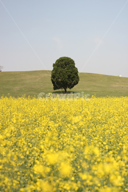 나무,유채꽃,노랑색,하늘,풍경,초록색,봄,계절,spring,season,자연,풍경,nature,landscape,field,들,outdoors,옥외,grassland,목초지