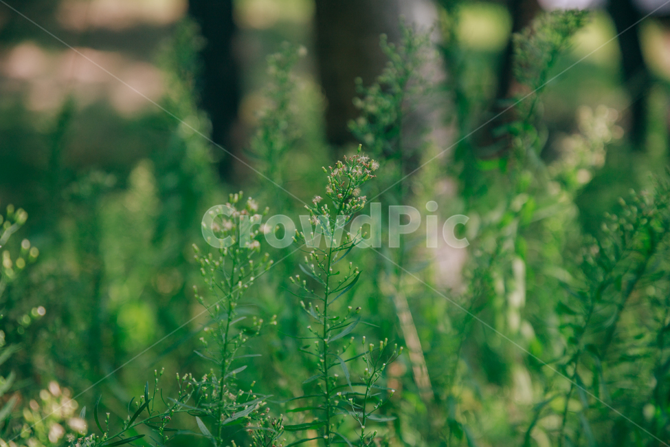 자연,식물,초록,plant,잎줄기,식물,자연,plants,nature,꽃,flower