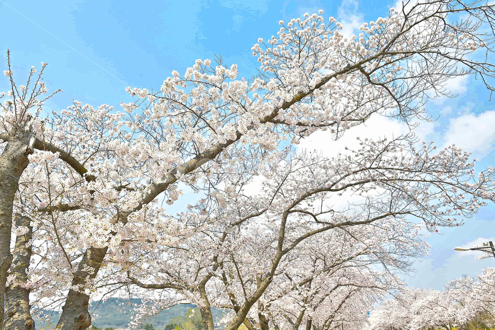 경주,경주벚꽃,벚꽃,벚꽃축제,보문호반길,풍경,꽃,식물,하늘,나무,4월행사,4월축제,푸른
