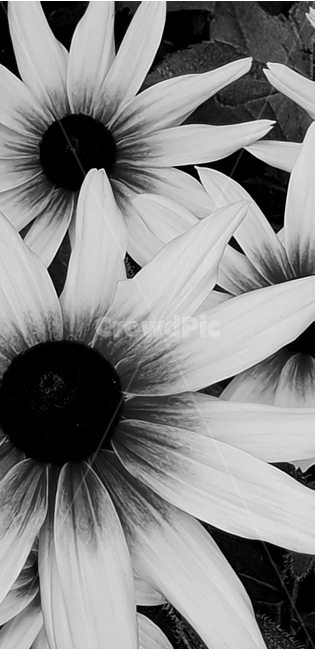 루드베키아,꽃,flower,노랑색,backgroundimage,배경이미지,다년생,여름꽃,자연,야생화,nature,배경,배경화면,색감,바탕,텍스쳐,질감,패턴,이미지,꽃,flower,흑백,모노톤,monochrome,black and white