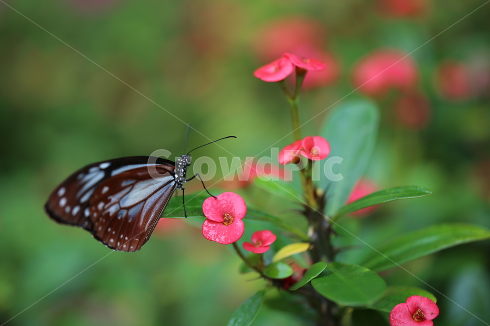 꽃,동물,나비,풍경,봄,식물,자연,plants,nature,꽃,flower,동물,animal,곤충,벌레,insect,bug