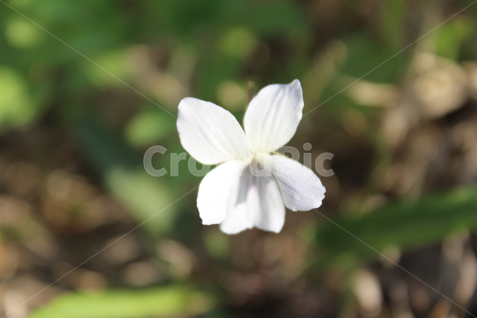 야생화,들꽃,들에핀꽃,야생에핀꽃,작은꽃,근접촬영,식물,자연,plants,nature,꽃,flower