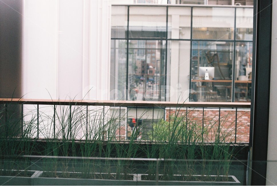 카페,데이트,풍경,녹색식물,난간,필름사진,식물,자연,plants,nature,인테리어,실내디자인,interior design