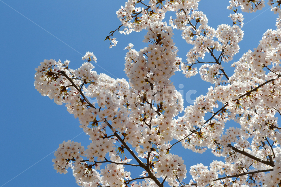 벚꽃,봄,꽃,벚나무,봄꽃,cherryblossom,spring,flower,봄,계절,spring,season,식물,자연,plants,nature,꽃,flower,plant,blossom