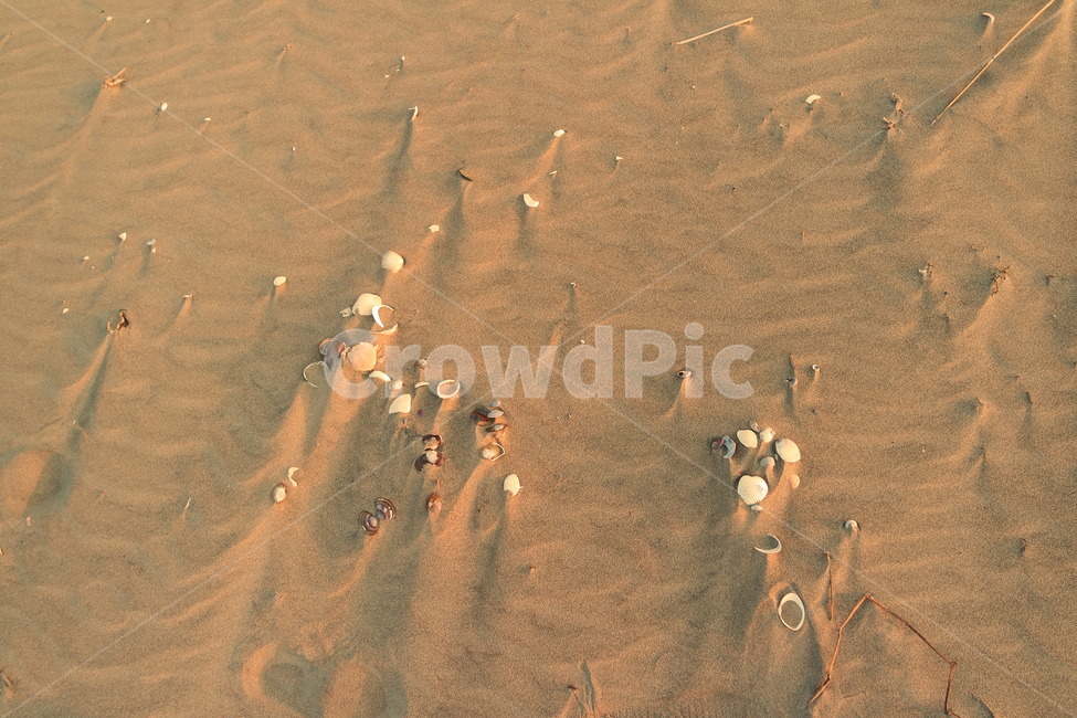 해변,모래,물결,조개sand,wave,그림자