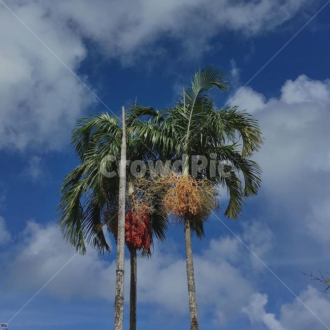 tree,나무,palmtree,야자수,여름,summer,arecaceae