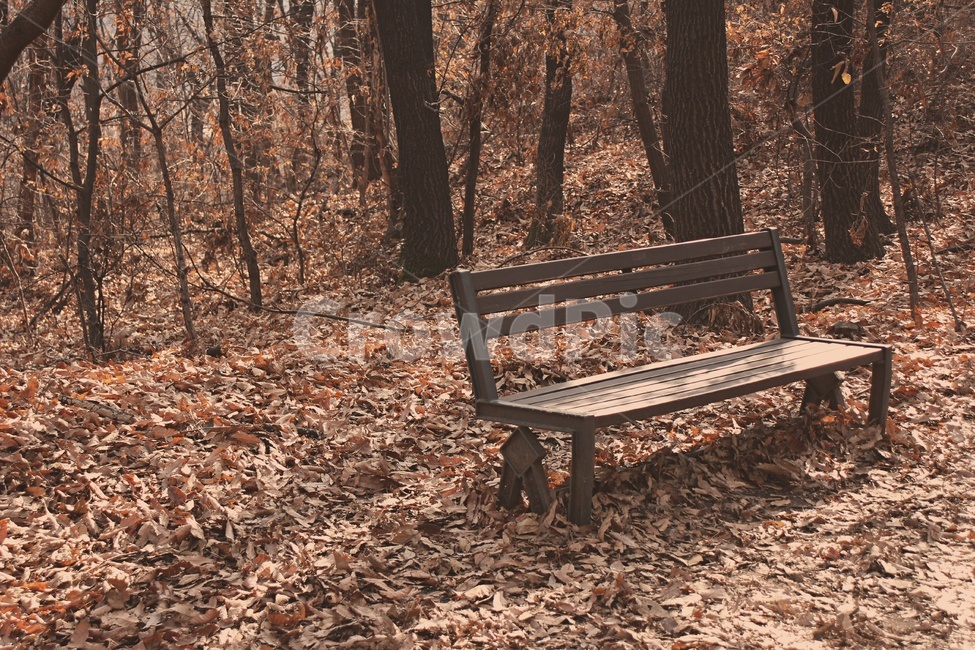 벤치,bench,낙엽,가을,나무벤치,가을,계절,fall,autumn,season