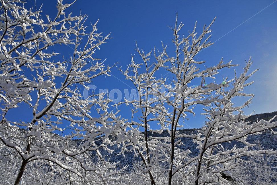 설경,snowylandscape,눈,첫눈,눈꽃,겨울풍경,snow,겨울,계절,winter,season,자연,풍경,nature,landscape,outdoors,옥외