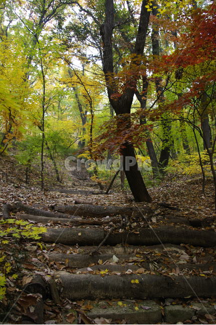 길,가을,fall,나무,식물,plant,단풍,잎,낙엽,가을,계절,fall,autumn,season,자연,풍경,nature,landscape,ground,바닥,tree,tree trunk,나무 줄기