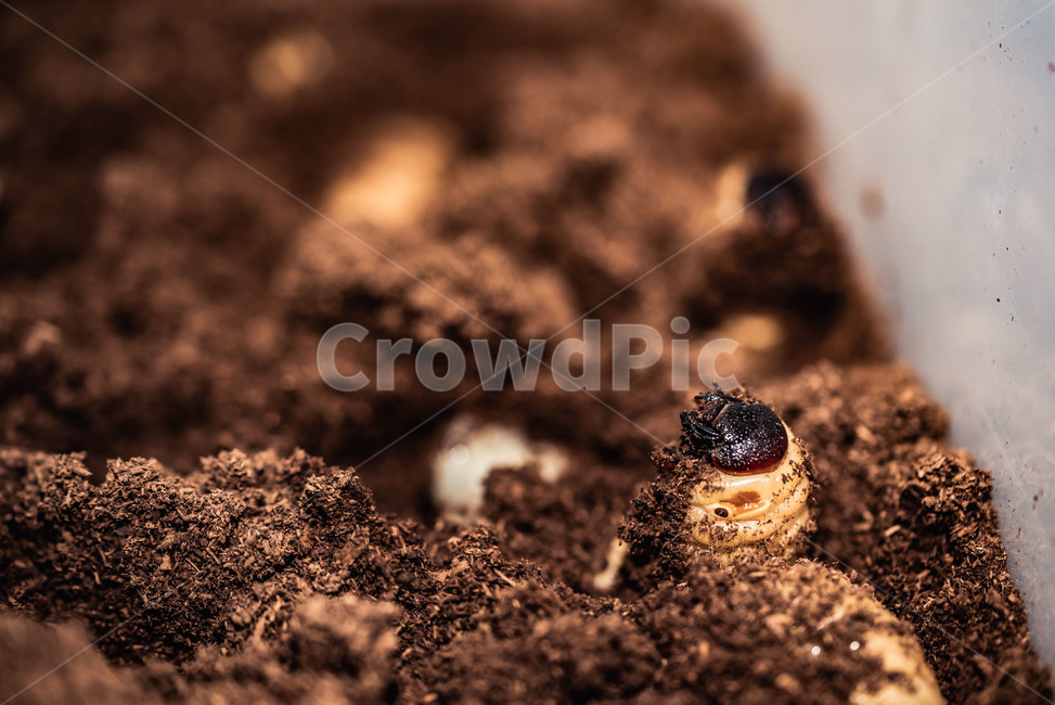 곤충,벌레,자연,생명,장수풍뎅이,애벌레,bug,insect,접사,곤충,벌레,insect,bug